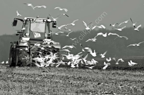 Ploughing fields, East Bilney