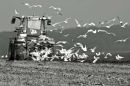 Ploughing fields, East Bilney