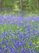 Bluebells, Foxley Wood