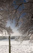 East Bilney - November Snow
