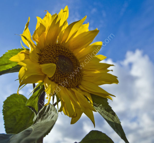 Sunflower, East Bilney