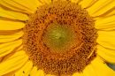 Sunflower - July 2009
