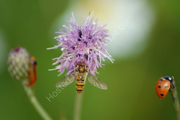 Bee and Ladybird - July 2009
